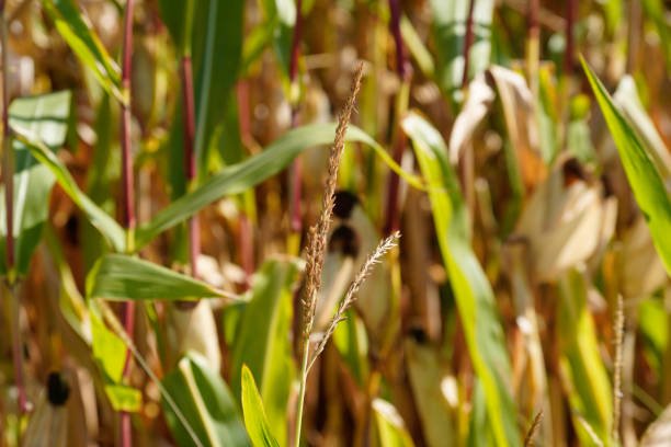 istock Grain harvested in summer for processing as a food 1692276343