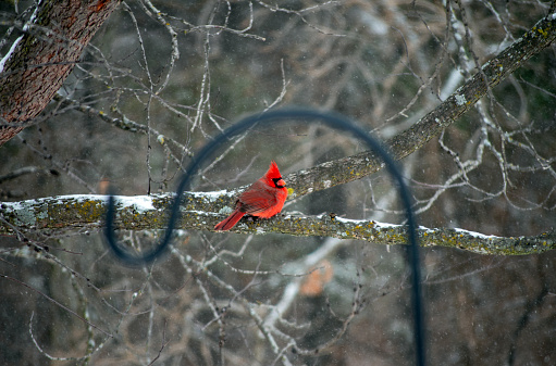 Cardinal perched on a tree branch following a light snow framed by a defocused black shepherds hook for an artistic look. Photographed through a glass window gives a soft focus effect. Bokeh.