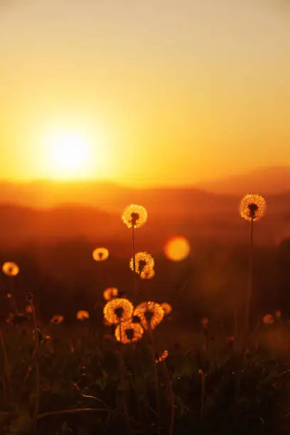 Photo of dandelions silhouettes at sunset light background with some lens flare