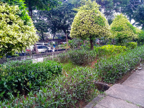 istock green leafy trees in a city park by the highway 1692286692