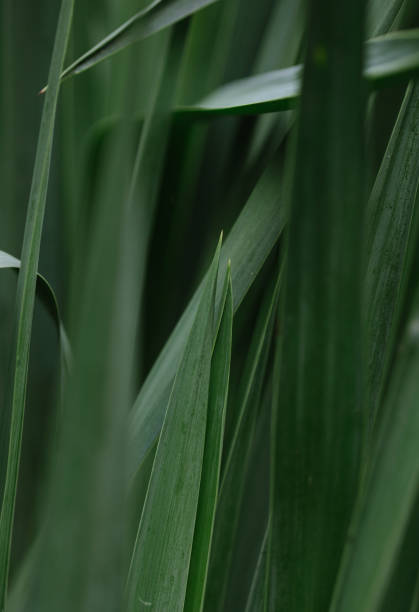 istock Shades of green 1692291920
