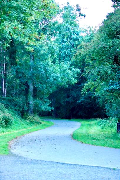 istock Tranquil Forest Landscape in Phoenix Park, Dublin 1692292470