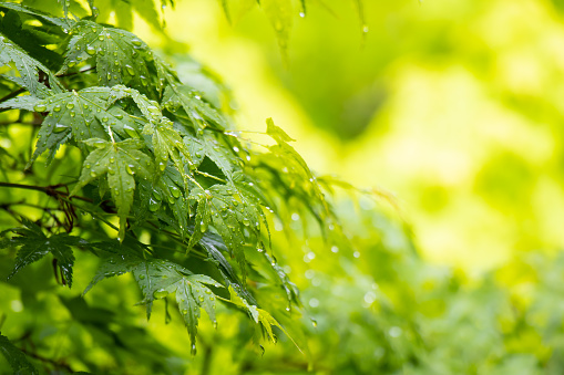 Beautiful green color Maple leaves with raindrops in Kyoto, Japan