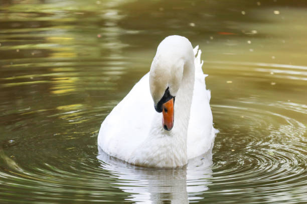 istock White swan is swimming on the river 1692294915