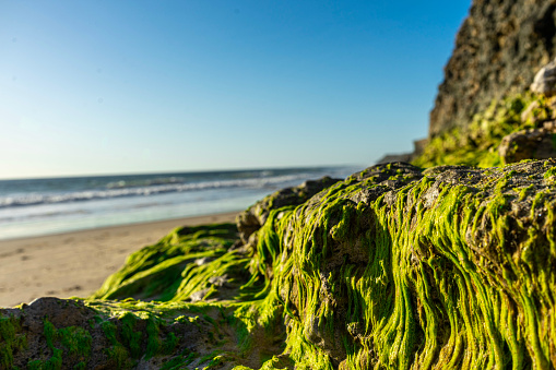 A vibrant photograph capturing the intricate details of a mossy cliff face with the soft hues of Port Noarlunga beach in the backdrop. The saturated colors come alive, representing the natural beauty of South Australia's coastline.