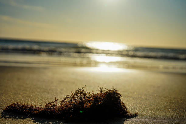 A close-up shot of a piece of dried red seaweed, poised elegantly in the foreground. The sepia tones lend a timeless beauty as the sun dips over the horizon of the ocean, creating a harmonious balance between detail and vastness.