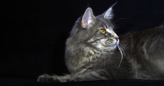 Blue Blotched Tabby Maine Coon Domestic Cat, Female laying against Black Background, Normandy in France