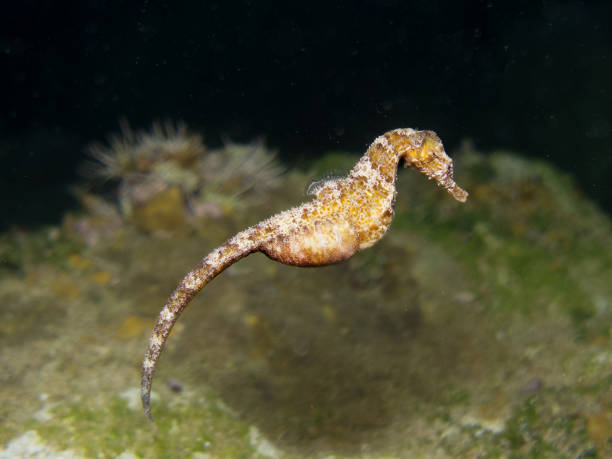 istock Proud seahorse swimming at night 1692303008