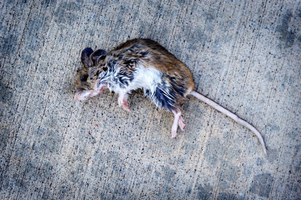 martwe ciało myszy na - dead animal mouse dead body death zdjęcia i obrazy z banku zdjęć