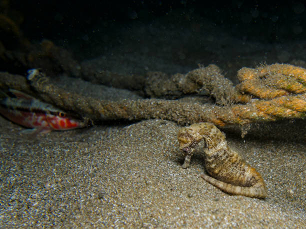 istock Seahorse resting alongside a rope 1692304791