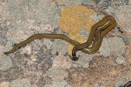 Shovel-headed Garden Worm (Bipalium kewense), also known as the hammerhead flatworm, is a predatory land planarian, which feeds on earthworms