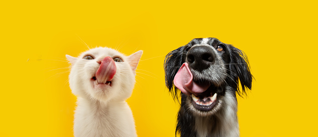 Banner pets eating. Portrait summer spring hungry cat and dog licking its lips with tongue. Isolated on yellow backgorund