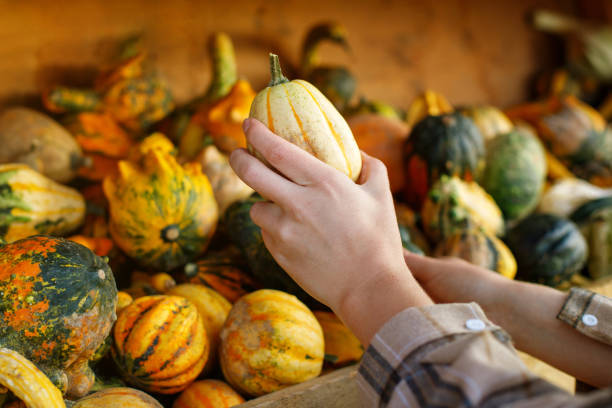 istock close-up of female hands choosing a decorative pumpkin 1692308113