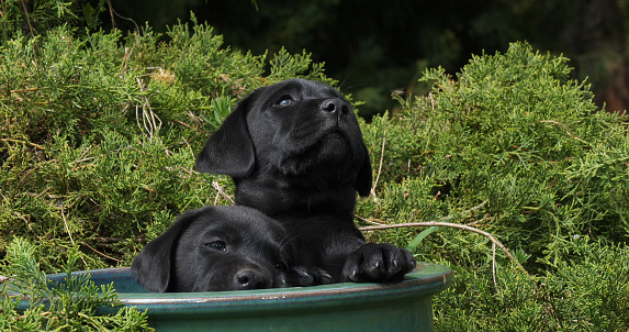 Black Labrador Retriever, Puppies Playing in a Flowerpot, Normandy