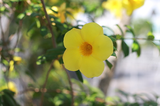 Selective focus of yellow flower Rocktrumpet in the garden, Mandevilla is a genus of tropical and subtropical flowering vines belonging to the family Apocynaceae, Nature floral background.