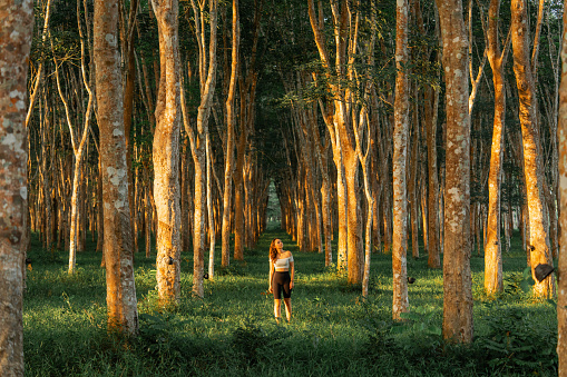 Young woman looking at awe on tall  rubber trees on plantation