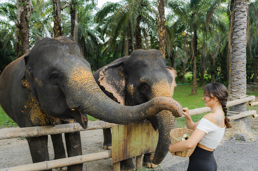 Young woman feeding two elephants in cruelty-free sanctuary in Thailand