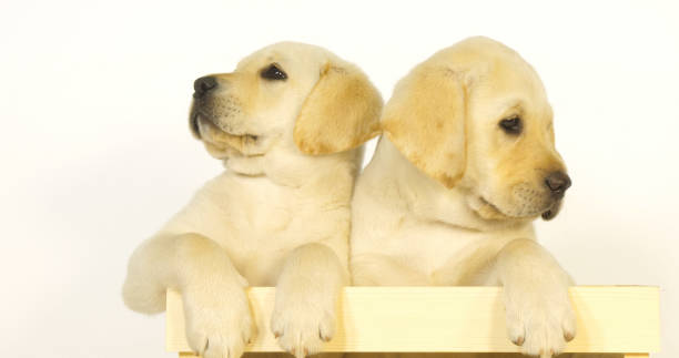 istock Yellow Labrador Retriever, Puppies Playing in a Box on White Background, Normandy 1692317833