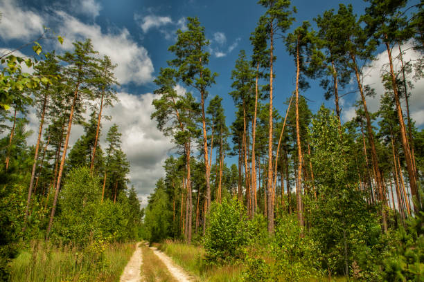 dirt road in a pine forest. huge tall pine trees and a sunny summer day
