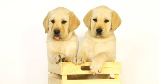 istock Yellow Labrador Retriever, Puppies Playing in a Box on White Background, Normandy 1692317851