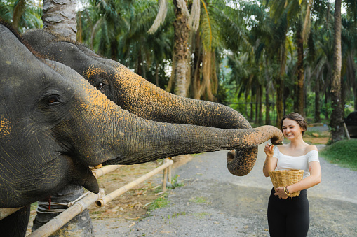 Young woman feeding two elephants in cruelty-free sanctuary in Thailand