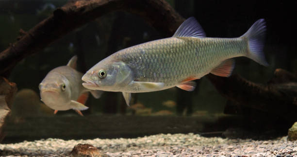 istock Common Dace, leuciscus leuciscus, Adults Swimming 1692318294