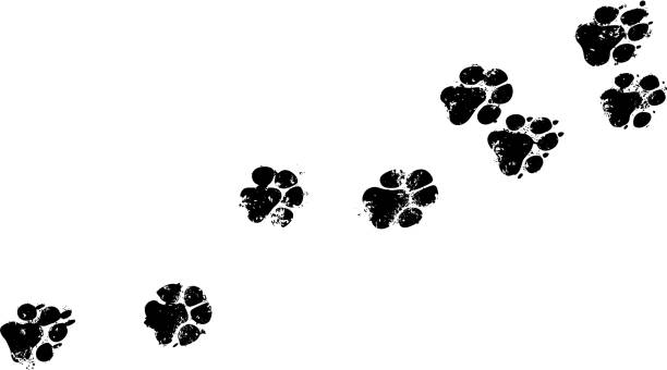 ilustraciones, imágenes clip art, dibujos animados e iconos de stock de sendero con huella de perro - huella de pata