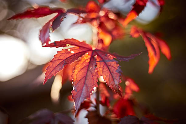 istock Close up Cranberry Hibiscus 1692318730