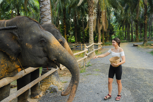 Young woman feeding two elephants in cruelty-free sanctuary in Thailand