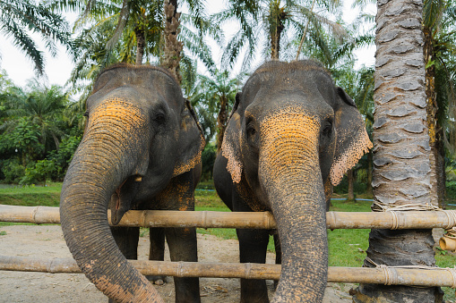 happy elephant  in sanctuary in Thailand eating fruits