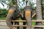 Elephants in sanctuary in Thailand eating fruits