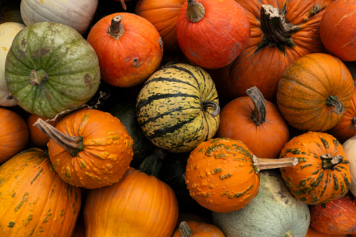 Large pile of pumpkins and gourds Halloween and Thanksgiving holiday backgrounds.