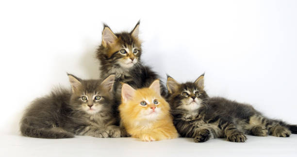 istock Blue Blotched Tabby, Brown Tortie Blotched Tabby, Cream Blotched Tabby and Brown blotched Tabby, Maine Coon, Domestic Cat, Kittens against White Background, Normandy in France 1692318955