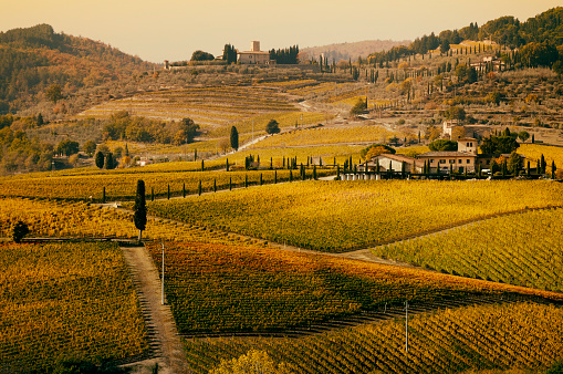 Vineyard at sunset, Castellina Chianti region Tuscany Italy.