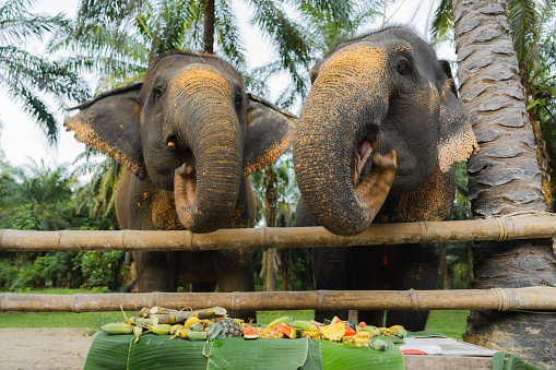 An eco-tourist reaching out to caress an Asian elephant calf - Thailand