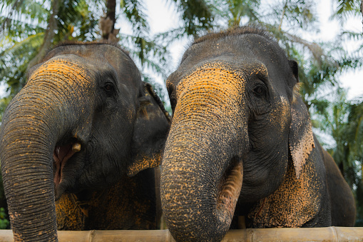 Close up portrait of two elephants   in sanctuary in Thailand