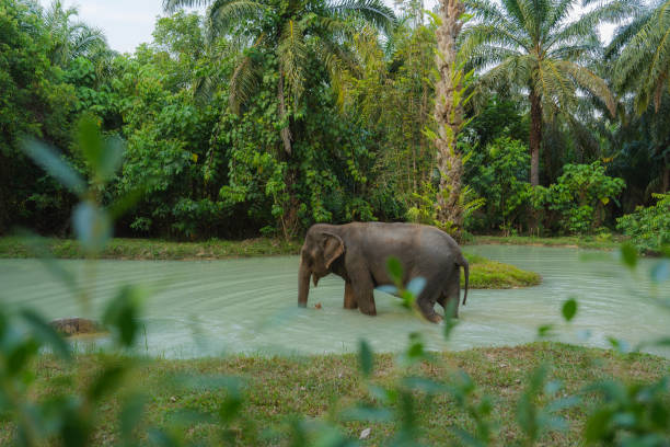 istock Elephant  bathing in sanctuary in Thailand 1692324986