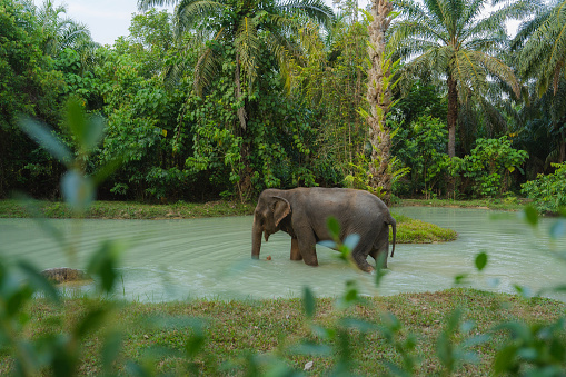 Elephant   bathing in sanctuary in Thailand