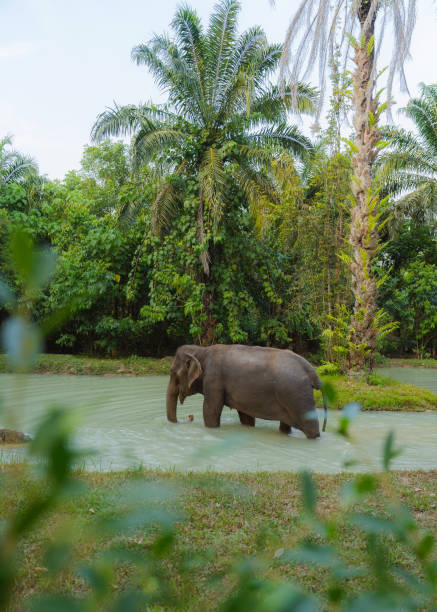 istock Elephant  bathing in sanctuary in Thailand 1692326647