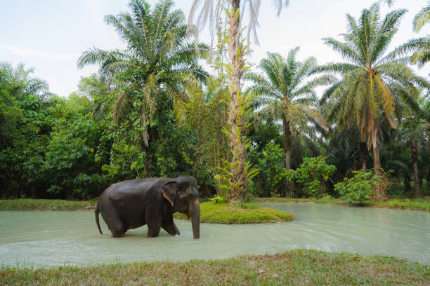 istock Elephant  bathing in sanctuary in Thailand 1692327749