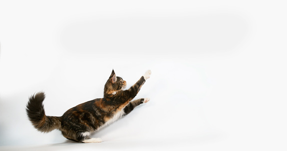 Brown Tortie Blotched Tabby and White Maine Coon Domestic Cat, Female playing against White Background, Normandy in France