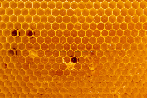 Close-up of a honeycomb filled with honey.