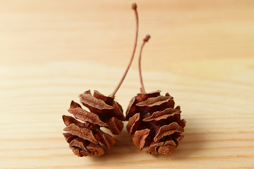 Closeup of a Pair of dry natural tiny pine cones isolated on wooden Background