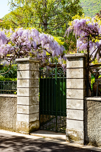 A waterside village on Lake Como, Italy. Wisteria flowers growing in the village of Lenno.