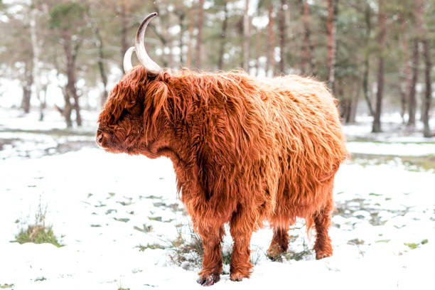 istock Scottish Highlander cattle in the snow during in a forest 1692336504
