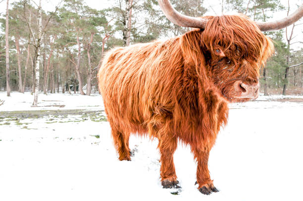 istock Scottish Highlander cattle in the snow during in a forest 1692337077