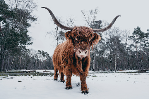 Portrait of a Scottish Highland cattle in the snow during an early springtime day in a forest. The Scottish Highlanders are used in the nature conservation of the Veluwe to ensure that heather areas do not grow densely.