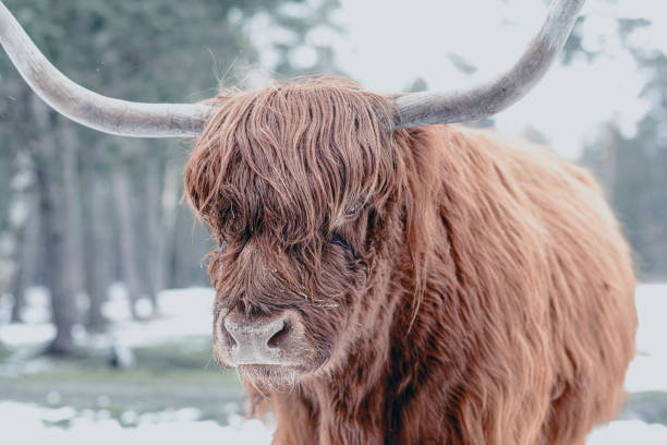 istock Scottish Highlander cattle in the snow during in a forest 1692341157