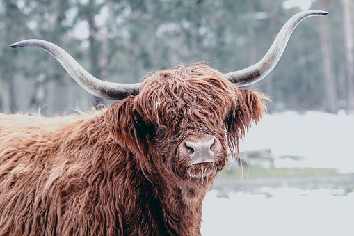 Portrait of a Scottish Highland cattle in the snow during an early springtime day in a forest. The Scottish Highlanders are used in the nature conservation of the Veluwe to ensure that heather areas do not grow densely.