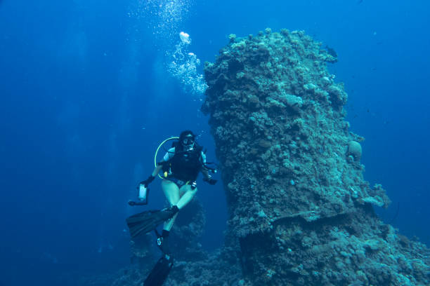 View from 17 m depth through a keyhole-shaped hole to a diver near the surface. There are a lot of fishes to see: \nCardinalfish species mostly are shy. During the day they prefer darker areas like caves. Sweepers have a similar behaviour. \n\nBlack corals are there. Their habitat is in calm and shady waters. \n\nTriton Bay, Indonesia \n3°51'45.882 S 133°57'46.5876 E at 17m depth